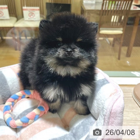 東京都のポメラニアン (ペットプラス 板橋店/2026年1月28日生まれ/女の子/ブラックタン)の子犬の4枚目の画像