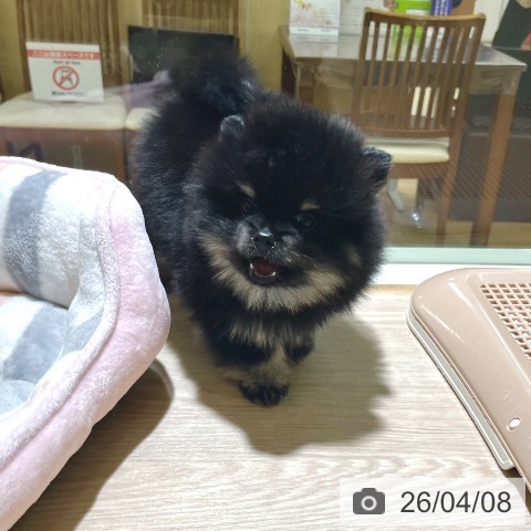 東京都のポメラニアン (ペットプラス 板橋店/2026年1月28日生まれ/女の子/ブラックタン)の子犬の3枚目の画像