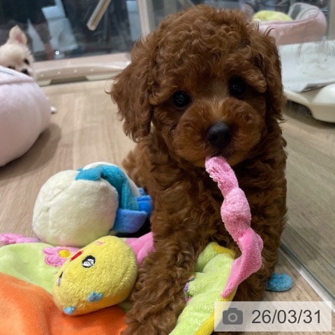 長野県のトイプードル(トイ) (ペットプラス 須坂店/2026年1月28日生まれ/男の子/レッド)の子犬の3枚目の画像