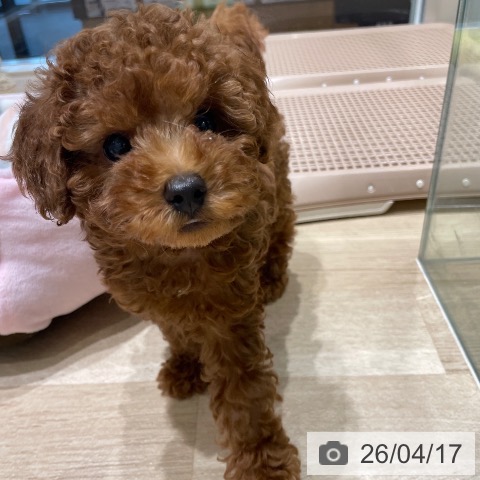 長野県のトイプードル(トイ) (ペットプラス 須坂店/2026年1月28日生まれ/男の子/レッド)の子犬の3枚目の画像