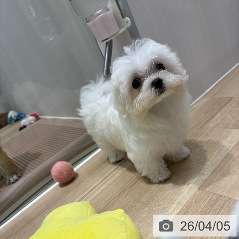 千葉県のマルチーズ (ペットプラス 木更津店/2026年1月16日生まれ/男の子/ホワイト)の子犬の3枚目の画像