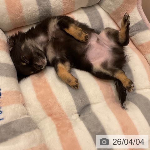 神奈川県のチワワ(ロング) (ペットプラス 天王町店/2026年1月21日生まれ/男の子/ブラックタン)の子犬の3枚目の画像