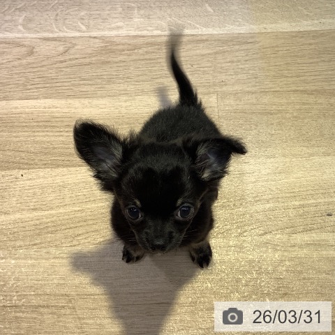 長野県のチワワ(ロング) (ペットプラス 長野店/2026年1月21日生まれ/男の子/ブラックタン)の子犬の3枚目の画像