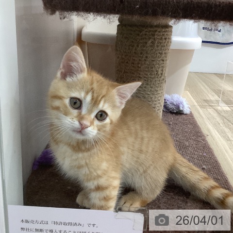 長野県のスコティッシュフォールド (ペットプラス 長野店/2026年1月14日生まれ/男の子/レッドタビー)の子猫の4枚目の画像