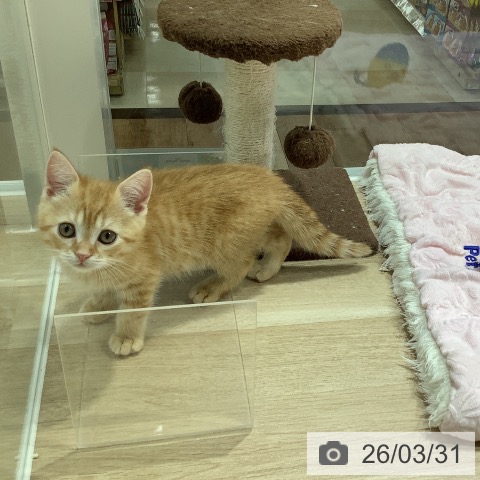 長野県のスコティッシュフォールド (ペットプラス 長野店/2026年1月14日生まれ/男の子/レッドタビー)の子猫の3枚目の画像
