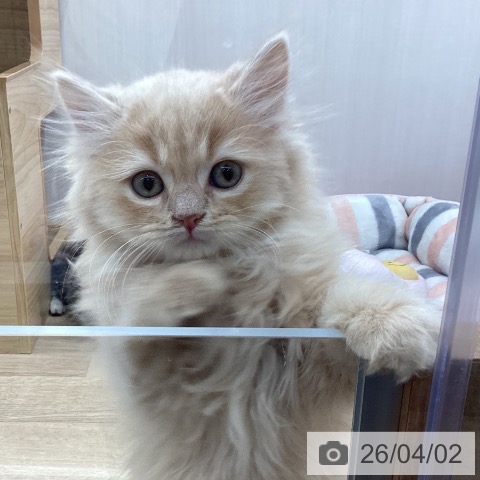 スコティッシュフォールドの写真