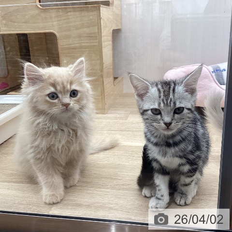 宮城県のスコティッシュフォールド (ペットプラス 名取店/2026年1月27日生まれ/男の子/クリームタビー)の子猫の4枚目の画像