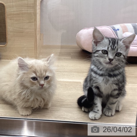 宮城県のスコティッシュフォールド (ペットプラス 名取店/2026年1月27日生まれ/男の子/クリームタビー)の子猫の3枚目の画像