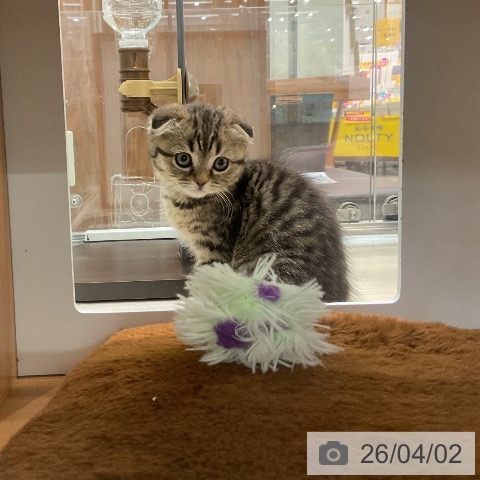 埼玉県のスコティッシュフォールド (ペットプラス 上尾店/2026年1月27日生まれ/女の子/ブラウンタビー)の子猫の4枚目の画像