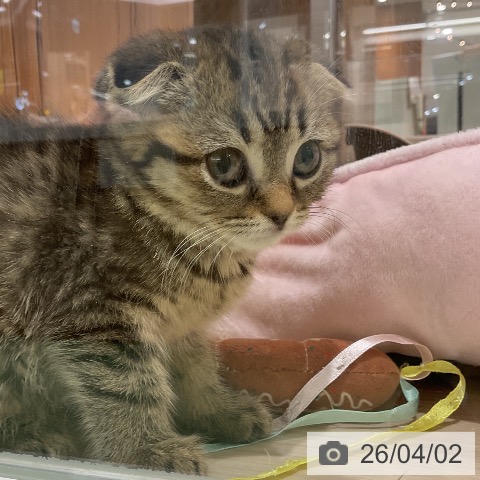 埼玉県のスコティッシュフォールド (ペットプラス 上尾店/2026年1月27日生まれ/女の子/ブラウンタビー)の子猫の3枚目の画像