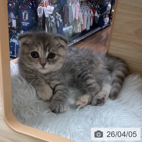 千葉県のスコティッシュフォールド (ペットプラス 成田店/2026年1月29日生まれ/女の子/ブルーパッチドタビー)の子猫の3枚目の画像