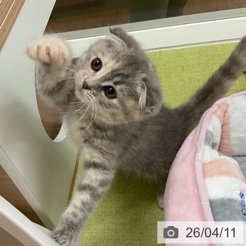 千葉県のスコティッシュフォールド (ペットプラス 成田店/2026年1月29日生まれ/女の子/ブルーパッチドタビー)の子猫の4枚目の画像