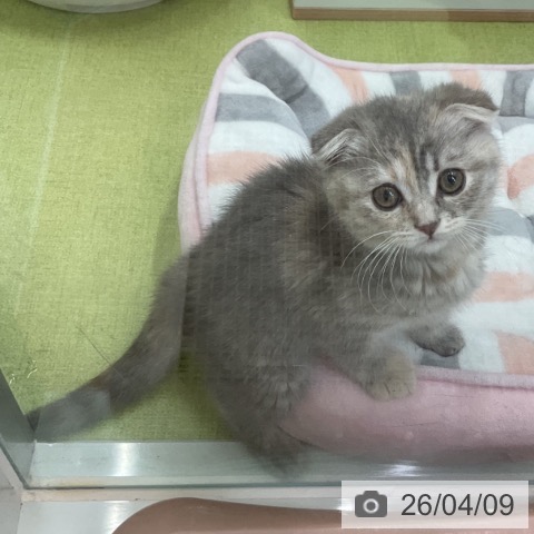 千葉県のスコティッシュフォールド (ペットプラス 成田店/2026年1月29日生まれ/女の子/ブルーパッチドタビー)の子猫の3枚目の画像