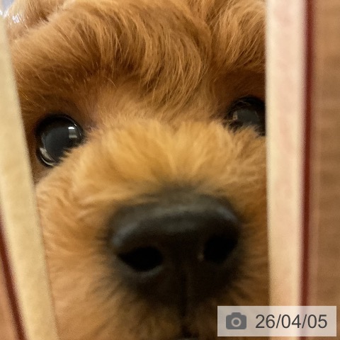 神奈川県のトイプードル(トイ) (ペッツワン 横須賀久里浜店/2026年1月26日生まれ/男の子/アプリコット)の子犬の4枚目の画像