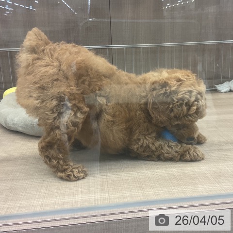 神奈川県のトイプードル(トイ) (ペッツワン 横須賀久里浜店/2026年1月26日生まれ/男の子/アプリコット)の子犬の3枚目の画像