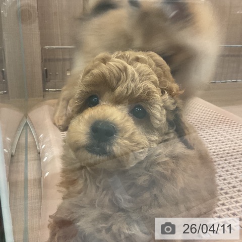 神奈川県のトイプードル(トイ) (ペッツワン 横須賀久里浜店/2026年1月26日生まれ/男の子/アプリコット)の子犬の4枚目の画像