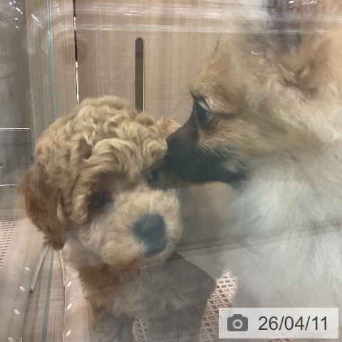 神奈川県のトイプードル(トイ) (ペッツワン 横須賀久里浜店/2026年1月26日生まれ/男の子/アプリコット)の子犬の3枚目の画像