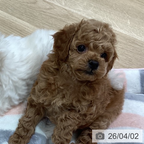 神奈川県のトイプードル(トイ) (ペットプラス ゆめが丘ソラトス店/2026年1月26日生まれ/男の子/アプリコット)の子犬の4枚目の画像