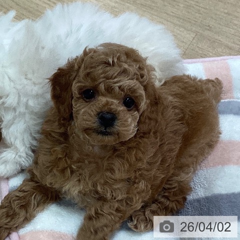 神奈川県のトイプードル(トイ) (ペットプラス ゆめが丘ソラトス店/2026年1月26日生まれ/男の子/アプリコット)の子犬の3枚目の画像