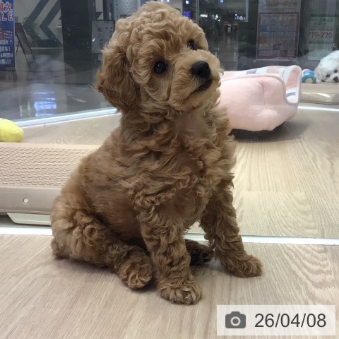東京都のトイプードル(トイ) (ペットプラス 多摩平の森店/2026年1月26日生まれ/男の子/アプリコット)の子犬の4枚目の画像
