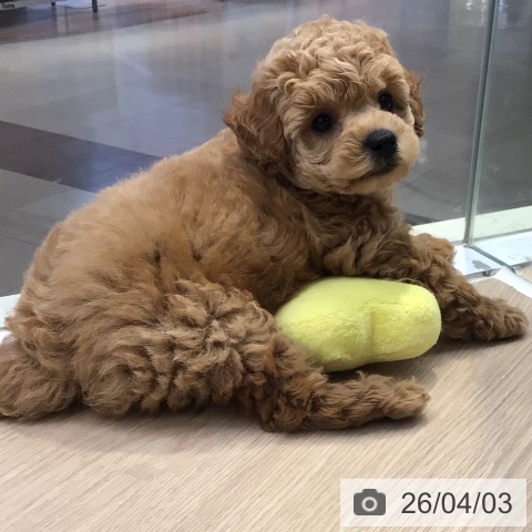 東京都のトイプードル(トイ) (ペットプラス 多摩平の森店/2026年1月26日生まれ/男の子/アプリコット)の子犬の3枚目の画像