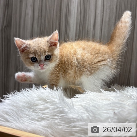 千葉県のスコティッシュフォールド (ペットプラス 木更津店/2026年1月28日生まれ/男の子/クリームタビーホワイト)の子猫の4枚目の画像