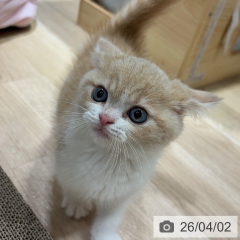 千葉県のスコティッシュフォールド (ペットプラス 木更津店/2026年1月28日生まれ/男の子/クリームタビーホワイト)の子猫の3枚目の画像