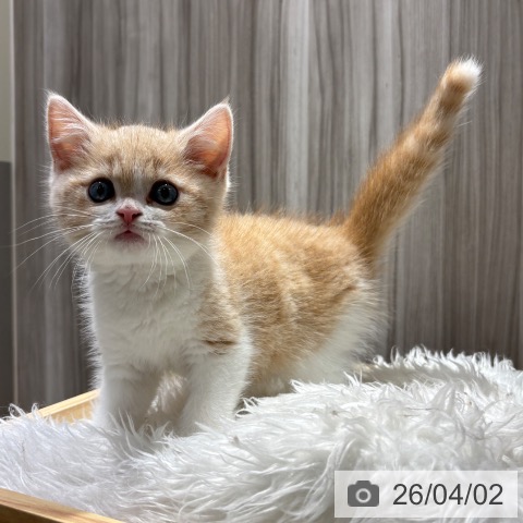 千葉県のスコティッシュフォールド (ペットプラス 木更津店/2026年1月28日生まれ/男の子/クリームタビーホワイト)の子猫の3枚目の画像