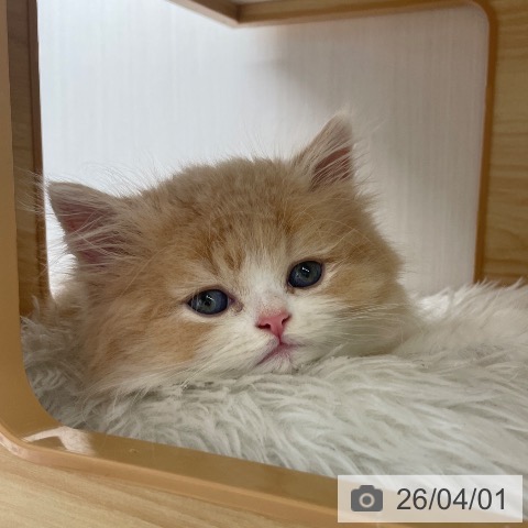 長野県のスコティッシュフォールド (ペットプラス 須坂店/2026年1月28日生まれ/男の子/クリームタビーホワイト)の子猫の4枚目の画像