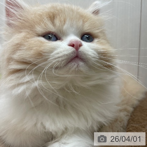 長野県のスコティッシュフォールド (ペットプラス 須坂店/2026年1月28日生まれ/男の子/クリームタビーホワイト)の子猫の3枚目の画像
