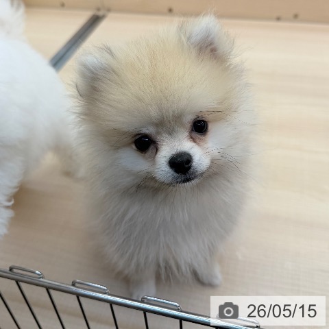 東京都のポメラニアン (ペッツワン 南砂町SUNAMO店/2026年1月29日生まれ/男の子/オレンジ)の子犬の4枚目の画像