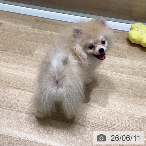 東京都のポメラニアン (ペットプラス 立川高島屋S.C.店/2026年1月29日生まれ/男の子/オレンジ)の子犬の3枚目の画像