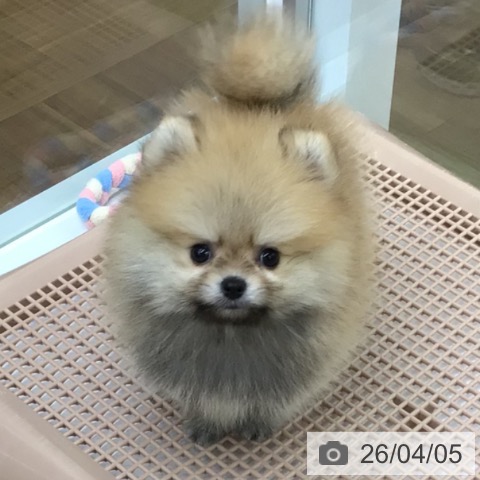 福島県のポメラニアン (ペットプラス 福島店/2026年1月29日生まれ/男の子/オレンジ)の子犬の3枚目の画像