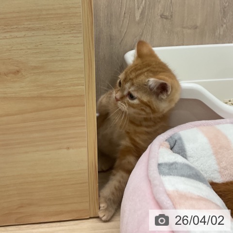 アメリカンショートヘアの写真