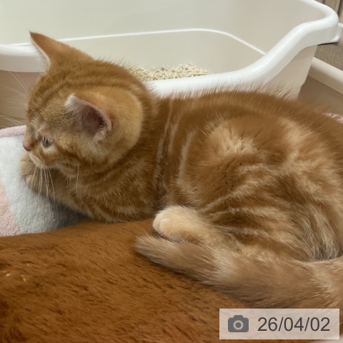 アメリカンショートヘアの写真