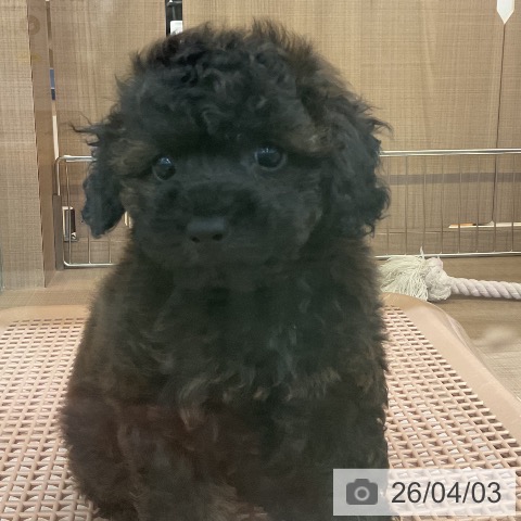 神奈川県のトイプードル(トイ) (ペッツワン 横須賀久里浜店/2026年1月26日生まれ/男の子/ブリンドル)の子犬の3枚目の画像