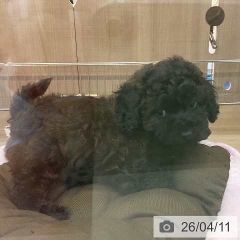 神奈川県のトイプードル(トイ) (ペッツワン 横須賀久里浜店/2026年1月26日生まれ/男の子/ブリンドル)の子犬の3枚目の画像