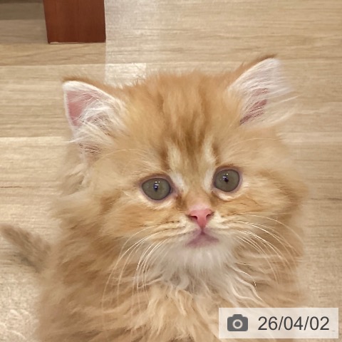 山梨県のスコティッシュフォールド (ペットプラス 甲府国母店/2026年1月26日生まれ/男の子/レッドタビーホワイト)の子猫の4枚目の画像