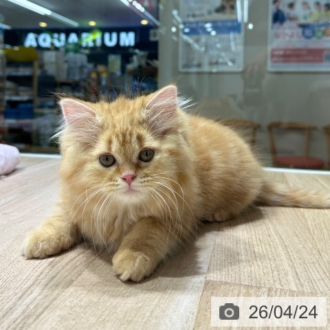 長野県のスコティッシュフォールド (ペットプラス 長野店/2026年1月26日生まれ/男の子/レッドタビーホワイト)の子猫の4枚目の画像