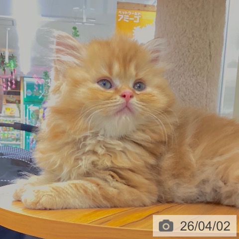 山梨県のスコティッシュフォールド (ペットプラス 甲府国母店/2026年1月26日生まれ/男の子/レッドタビーホワイト)の子猫の3枚目の画像