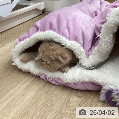 茨城県のスコティッシュフォールド (ペットプラス つくば店/2026年1月23日生まれ/男の子/クリームタビー)の子猫の4枚目の画像