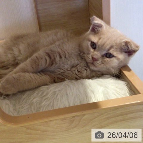 千葉県のスコティッシュフォールド (ペットプラス 幕張新都心店/2026年1月23日生まれ/男の子/クリームタビー)の子猫の3枚目の画像