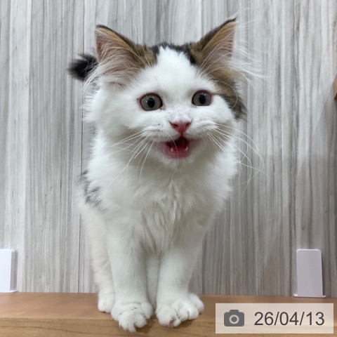 長野県のスコティッシュフォールド (ペットプラス 上田店/2026年1月6日生まれ/男の子/ブラウンタビーホワイト)の子猫の4枚目の画像