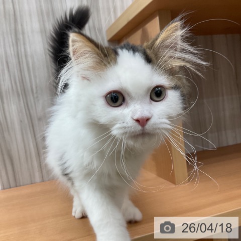 長野県のスコティッシュフォールド (ペットプラス 上田店/2026年1月6日生まれ/男の子/ブラウンタビーホワイト)の子猫の3枚目の画像