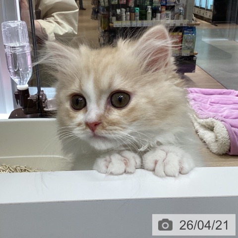 マンチカンの写真