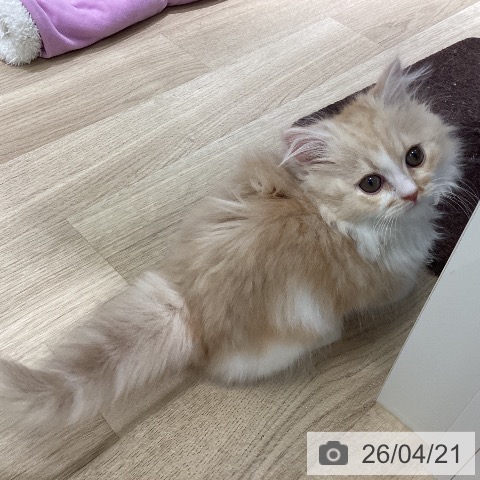 マンチカンの写真