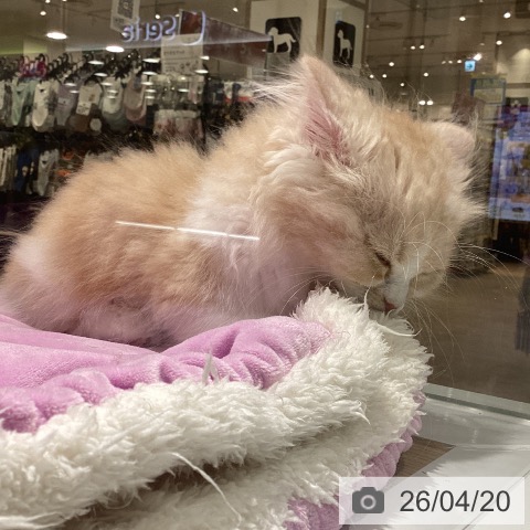 マンチカンの写真