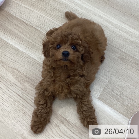 神奈川県のトイプードル(トイ) (ペットプラス 相模原並木店/2026年1月29日生まれ/女の子/レッド)の子犬の4枚目の画像