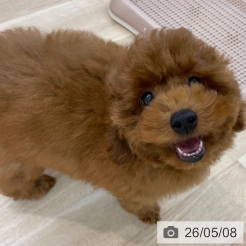 神奈川県のトイプードル(トイ) (ペットプラス 相模原並木店/2026年1月29日生まれ/女の子/レッド)の子犬の4枚目の画像
