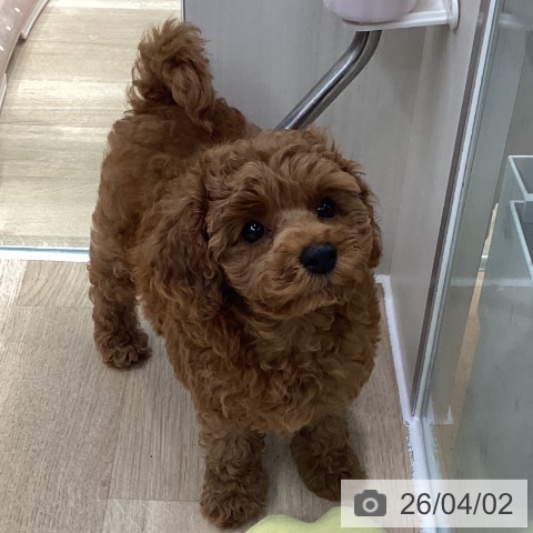 トイ・プードルの写真